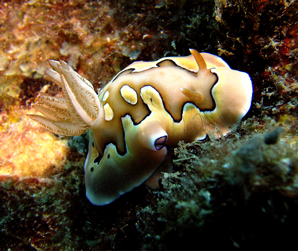 Nudibranch